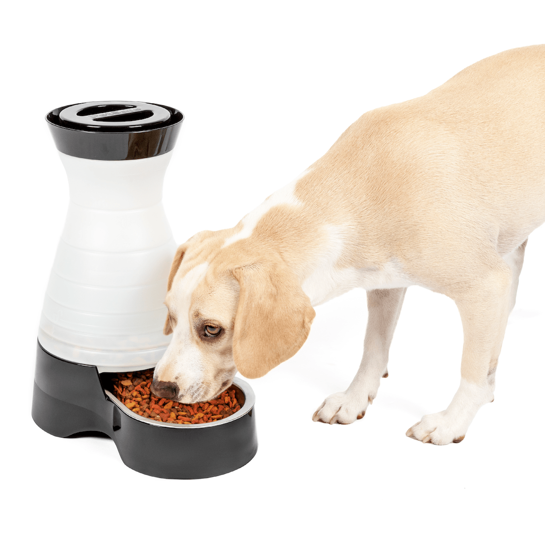 انواع ظرف غذا سگ- فراپت