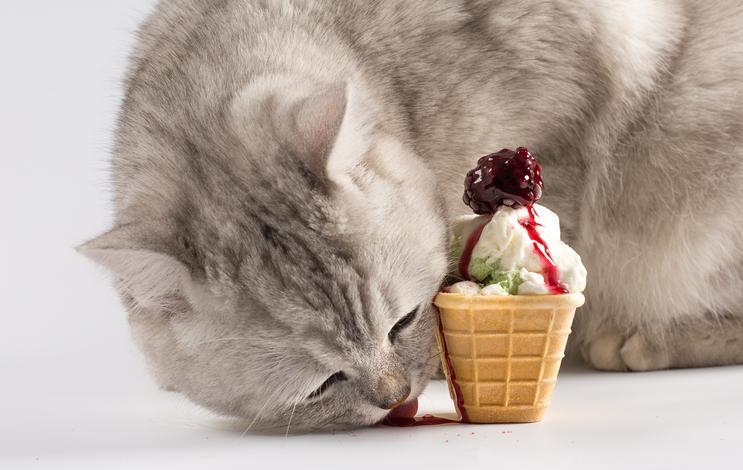 بستنی گربه-فراپت