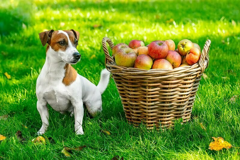 بهترین میوه های مناسب برای سگ-فراپت