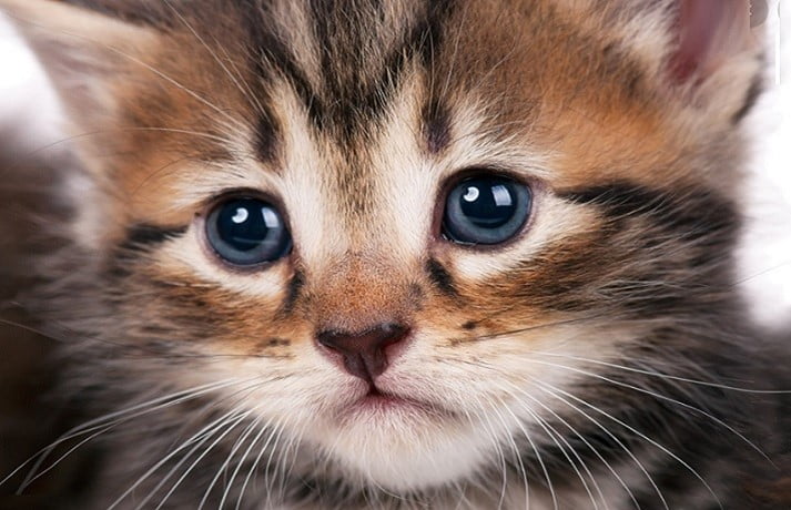 درمان افسردگی گربه- فراپت