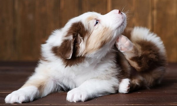 درمان خارش بدن سگ+دلایل - فراپت