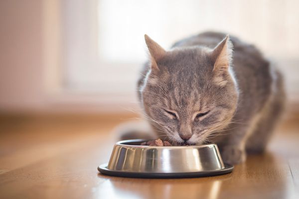 ظرف غذای گربه - فراپت