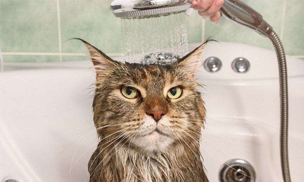 آموزش حمام کردن گربه ها- باید ها و نبایدها |فراپت