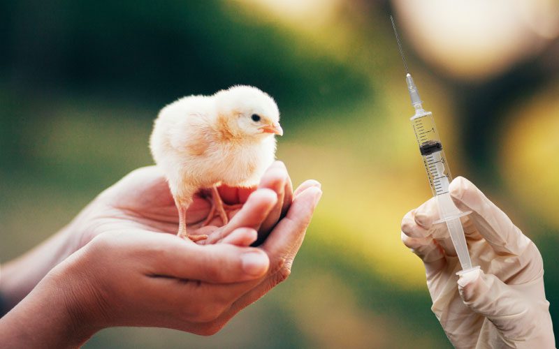 انواع واکسن پرندگان - فراپت