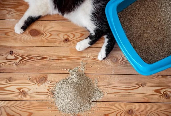 بهترین خاک برای گربه ها- فراپت