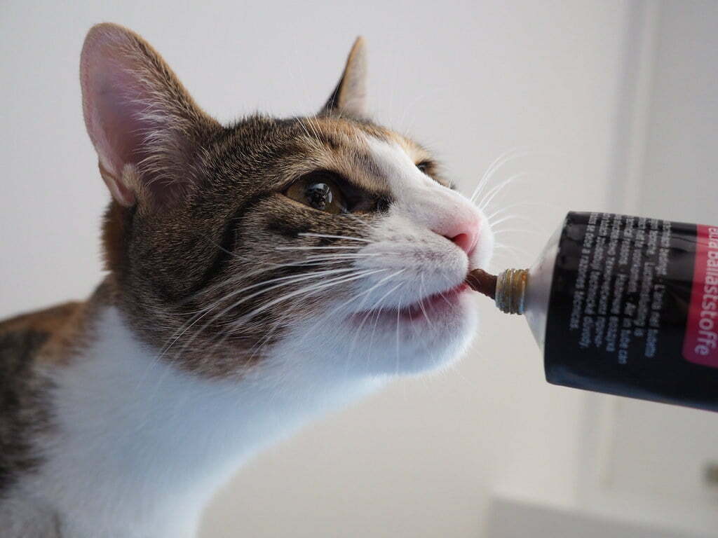 بهترین مارک خمیر مالت گربه- فراپت