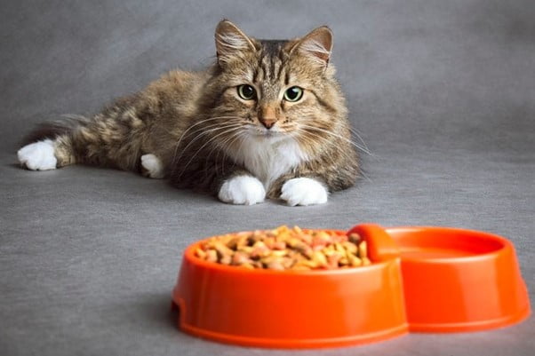 مزایای غذای خشک گربه- فراپت