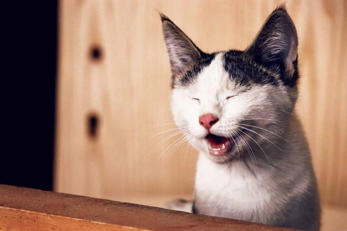 درمان سرفه در گربه ها |فراپت