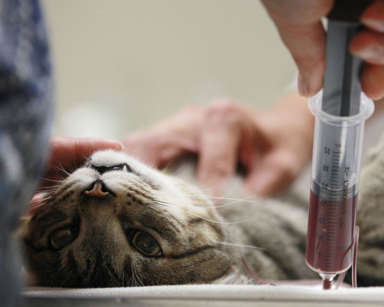 درمان کم خونی در گربه ها |فراپت