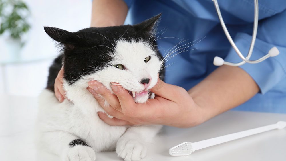راهنمای مراقبت از دهان و دندان گربه - فراپت