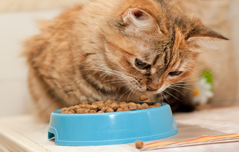 زمان تغییر غذای گربه از بچگی به بزرگسال |فراپت