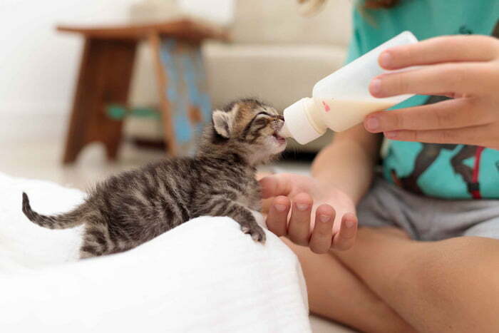 شیر خوردن گربه ها- فراپت