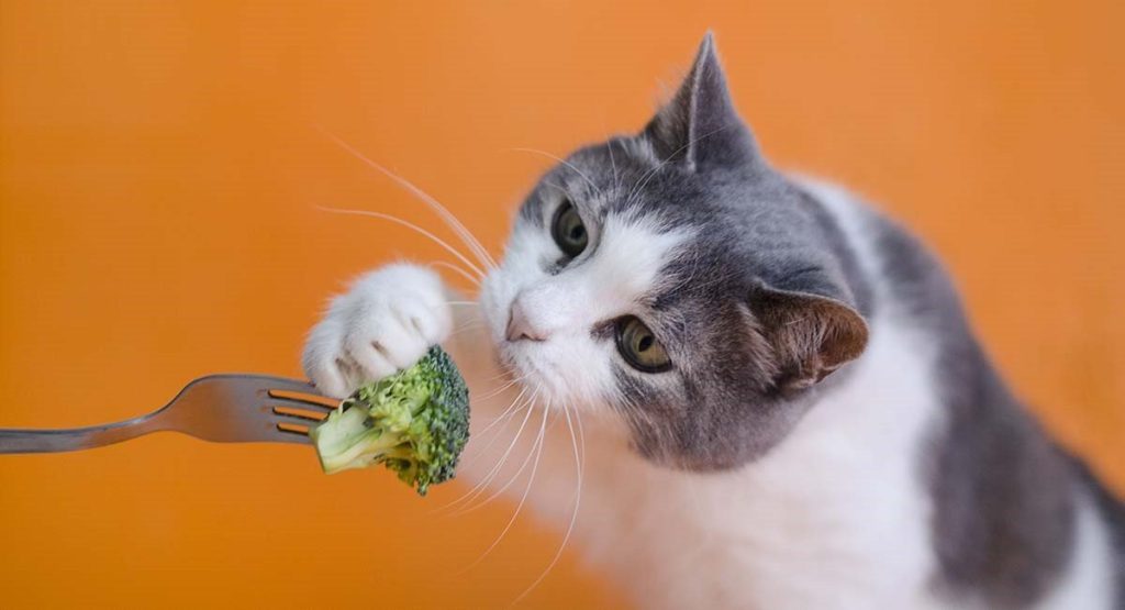 غذاهای ممنوع برای گربه ها را بشناسید |فراپت