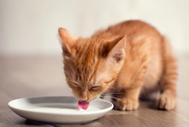 مزایای مصرف شیر برای گربه |فراپت
