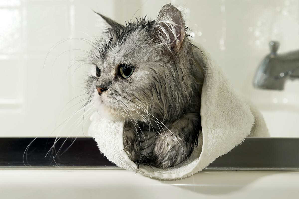 نکات مهم در هنگام شستن گربه در خانه |فراپت
