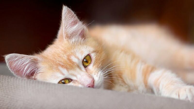 کم خونی گربه از علائم تا درمان آن |فراپت