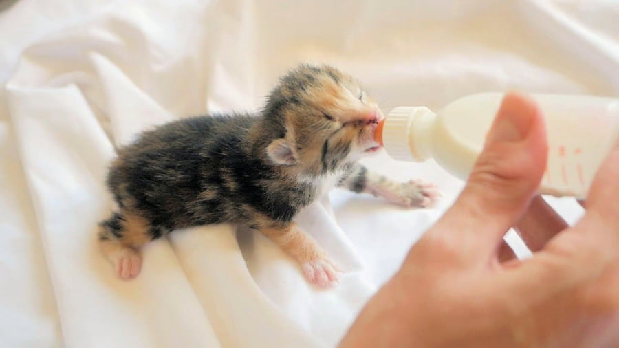گربه ها می توانند از چه نوع شیری تغذیه کنند؟ |فراپت