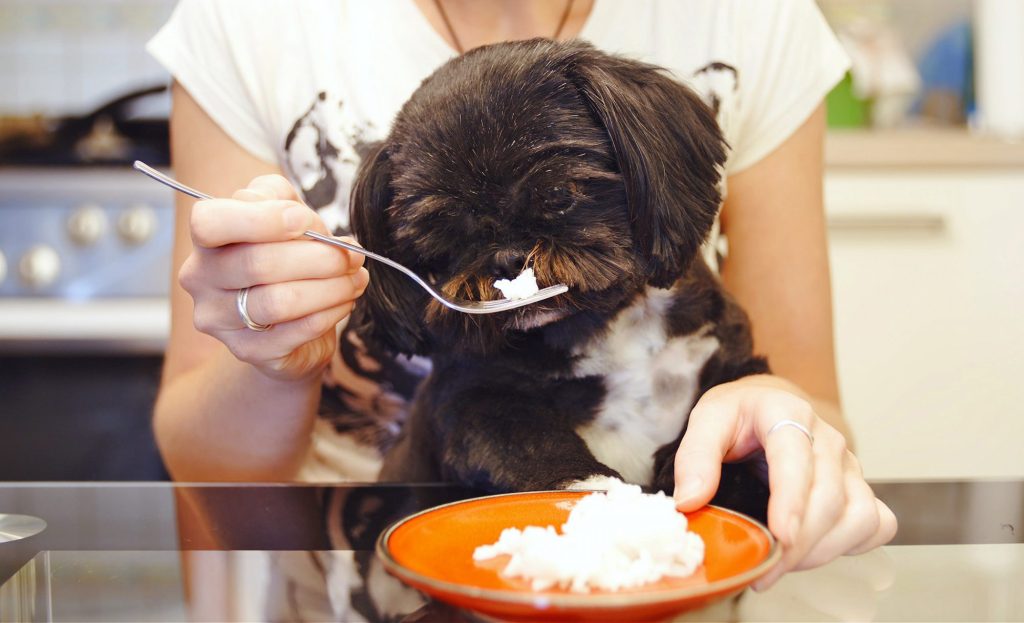 آیا برنج برای سگ خوب است- فراپت