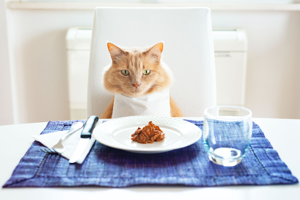 برنامه غذایی گربه - فراپت