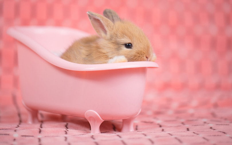 روش های حمام کردن خرگوش- فراپت