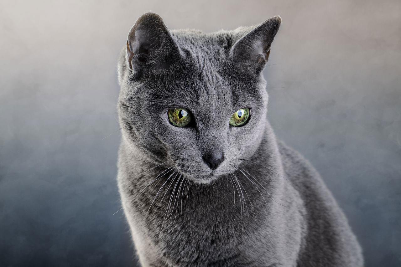 گربه آبی رنگ روسی- فراپت