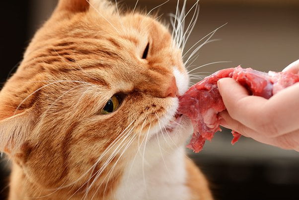 آیا جگر مرغ برای گربه مفید فراپت - است؟