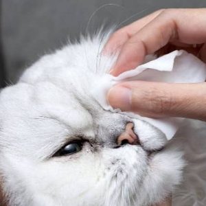 دستمال مرطوب چشم گربه - فراپت