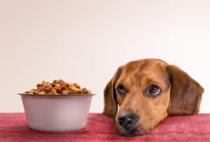 غذای درمانی سگ-فراپت