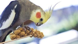 غذای پرندگان- فراپت