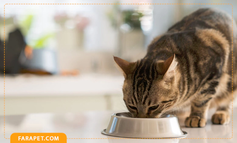 آموزش غذای خشک گربه